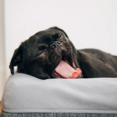 importance of sleep on the brain