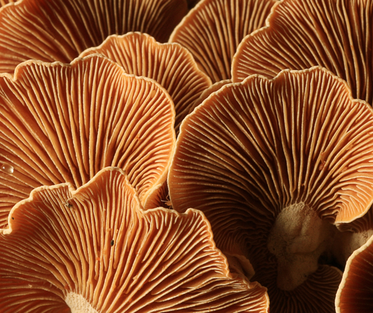 The Best Functional Mushrooms for Immune Support This Cold and Flu Season